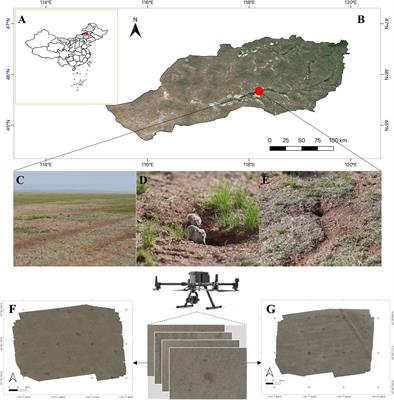 Brandt’s vole hole detection and counting method based on deep learning and unmanned aircraft system